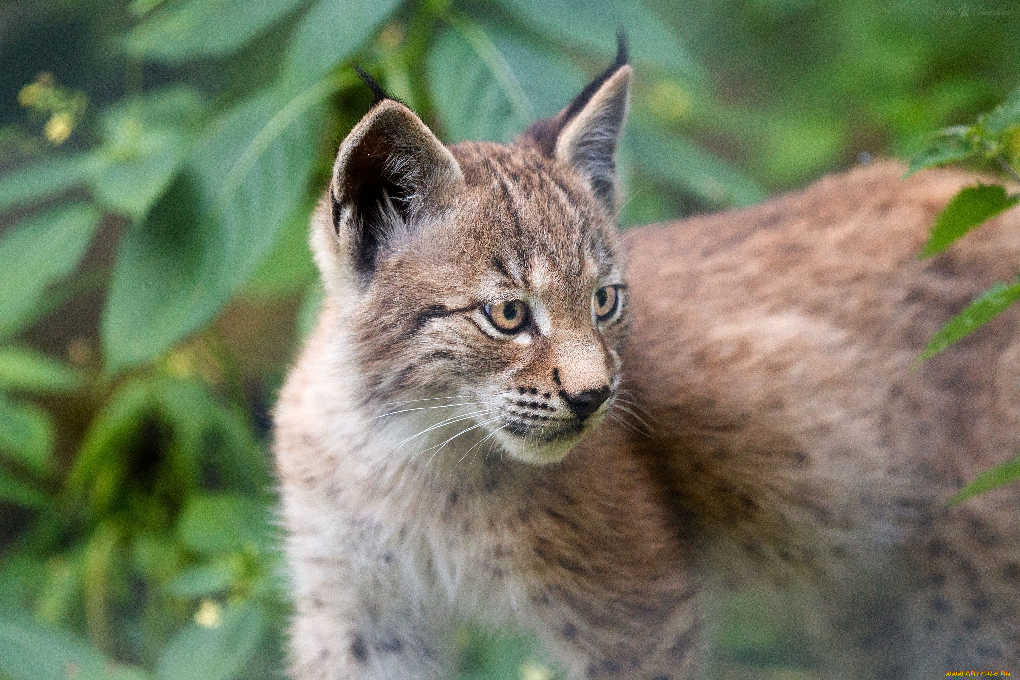 Рысенок. Рысь Детеныши рысята. Lynx Cub. Обыкновенная Рысь и детёныш рыси. Рысь обыкновенная маленькая.